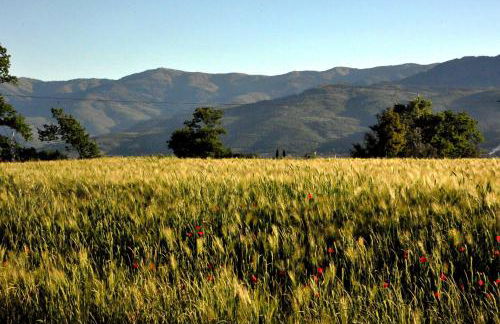 Agriturismo il Pino - Bioagricoltura - Photo 50