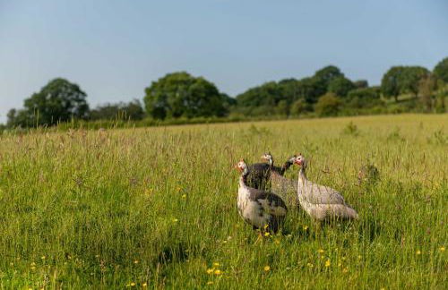 Alltybrain Farm Cottages and B&B - Foto 83