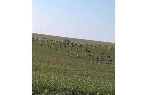 Dycke Haus 6 Comfortable holiday residence - Foto 35