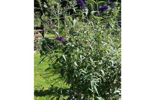 Gerda's Ferienhäuser - Foto 30