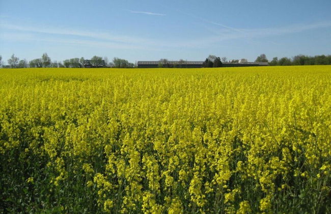 Rose Comfortable Holiday Residence - Foto 9