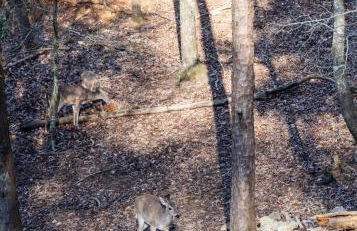 Hemlock Hideaway - Foto 54