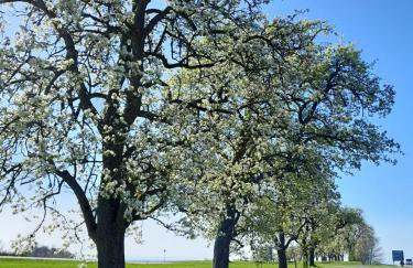 Fewo Waldtherme Relaxen, wandern, Radfahren - Foto 22