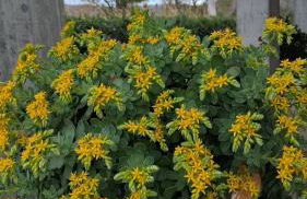 Villa Eden - Foto 19