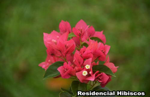 Residencial Hibiscos - Vista Mar - Foto 8