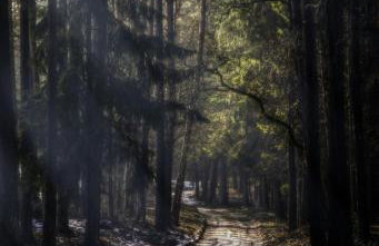 Siedlisko Przy Lesie Alpaka 3 - Foto 32