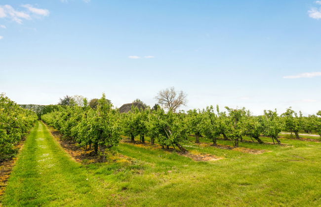 1 bedroom House in Zaamslag with garden and terrace - Photo 14