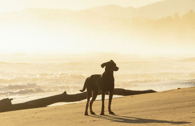 Beautiful Villa At Peaceful Beach Near Cabarete! - Foto 13