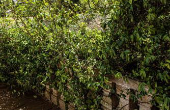 Villa Encantamiento - Dimora Gelsomino - Masseria Storica nel cuore della Puglia con piscina - Foto 13