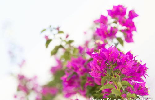 Votana Studios - Photo 20