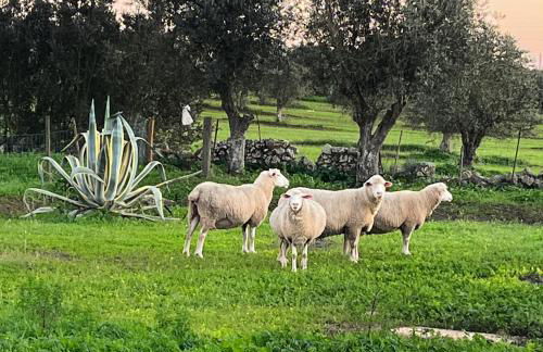 Casa de Campo, Quinta do Funchal - Foto 11