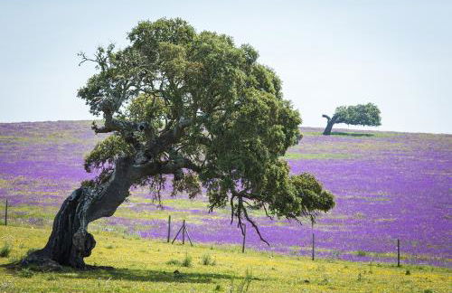 ALENTEJO Mountain Vacation House - Foto 41