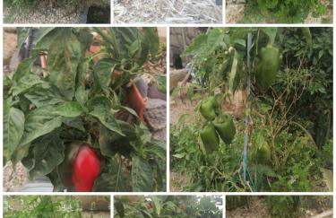 Studio Canario - Foto 6