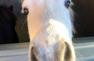 The Carriage House - Foto 53