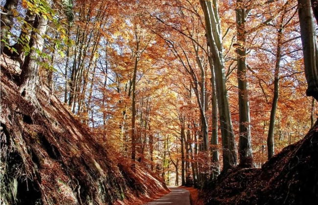 Chalet Near Durbuy With Private Garden - Photo 34