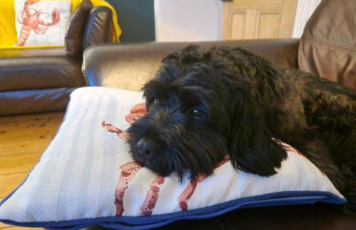 MIDSHIPS A HOLIDAY HOME IN DARTMOUTH SLEEPS UPTO 6 PEOPLE ,PET FRIENDLY , 10 MINUTES WALK TO Town CENTRE WITH PARKING included - Foto 3