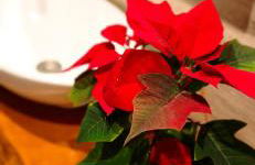 Refúgio do Nevoeiro Estudio - Foto 10