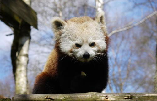 Drumguish Cottage - Foto 67