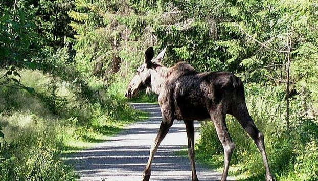 Un alce cruzando la carretera