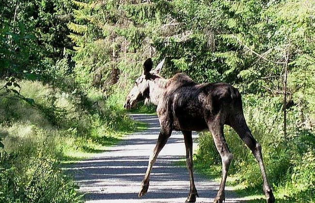 Avistamiento de alces en Bodø - Foto 4