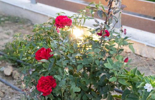 Villa Neonis - Foto 49