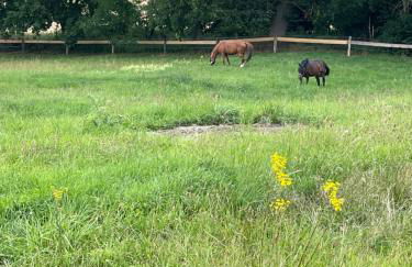 Naturnahes, neu eingerichtetes Apartment mit 1 Schlafzimmer - Foto 7