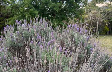 Sítio Alvorada - Paraíso localizado no Circuito das Águas Paulista - Foto 5