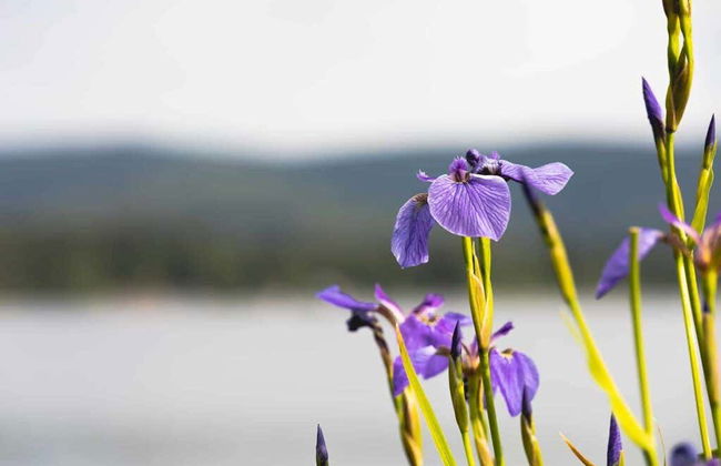 Escursione a Salcha, Delta Junction e Summit Lake - Foto 3