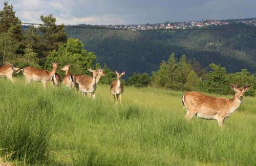 Cosy Holiday Home in Mahlberg in the Ortenau District in Baden-württemberg - Foto 89