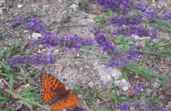 PLOMIN SKY&BAY - Foto 63