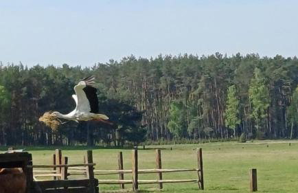 Agroturystyka "Apartament na wsi" Bory Tucholskie - Foto 35