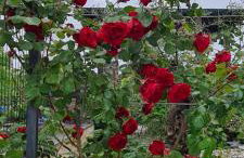 Luxury White Sails Villas with a Multi Sport Court and Sea View - Photo 45