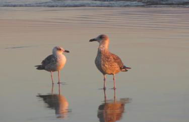 Caparica for Rent - Foto 52