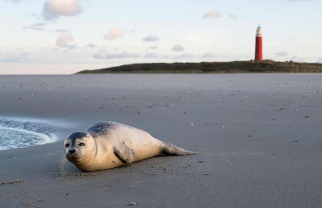 Apartment on Texel Near De Koog Beach - Foto 35