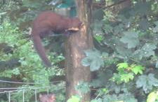 Squirrels Wood Lodge, nr Glencoe, dog friendly - Foto 14