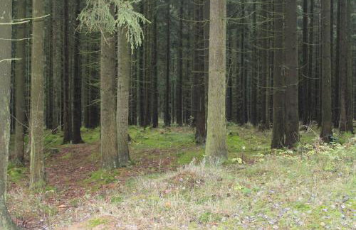 ZumSeehörnchen Haus Schmetterling - Foto 23