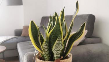 Stevenson Apartment in Oban City - Foto 4