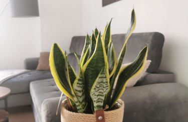 Stevenson Apartment in Oban City - Foto 4