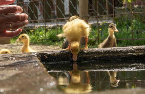 Tribus Lorenz - Wiesgut - Photo 27