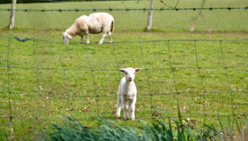 Finest Retreats - Hay and Hedgerow Glamping - Foto 4, Garden, Garden view