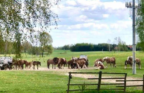Zakątek na Mazurach II - Foto 29