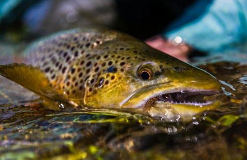 Grey Wolf Retreat by KABINO Sleeps 20 Commercial Kitchen Fire Pit WiFi Bunk Beds - Foto 48