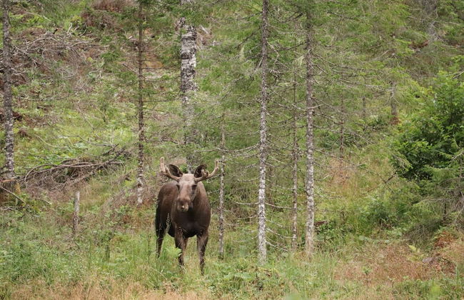 Velfjord camping & hytter - Photo 65