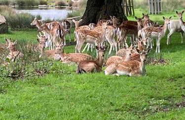 Charming Family Home near Richmond Park - Foto 19