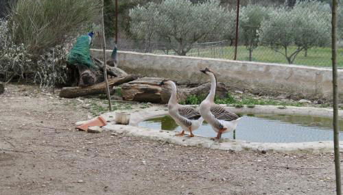 Gîtes Meynard et Lorie - Foto 3