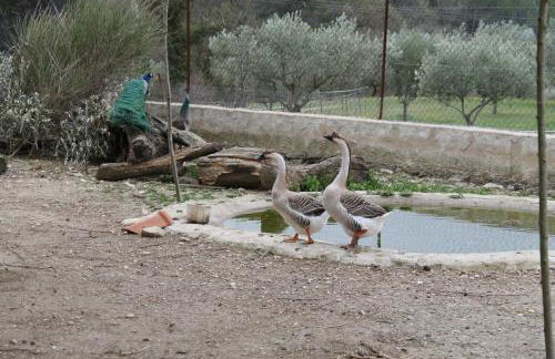 Gîtes Meynard et Lorie - Foto 3