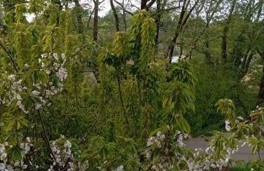 Rosso Verde Apartments - Foto 22