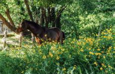 Country House Etna Glicine - Foto 22