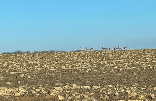 La Brossière - Foto 27