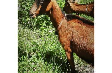 Agriturismo Paneolio - Foto 35